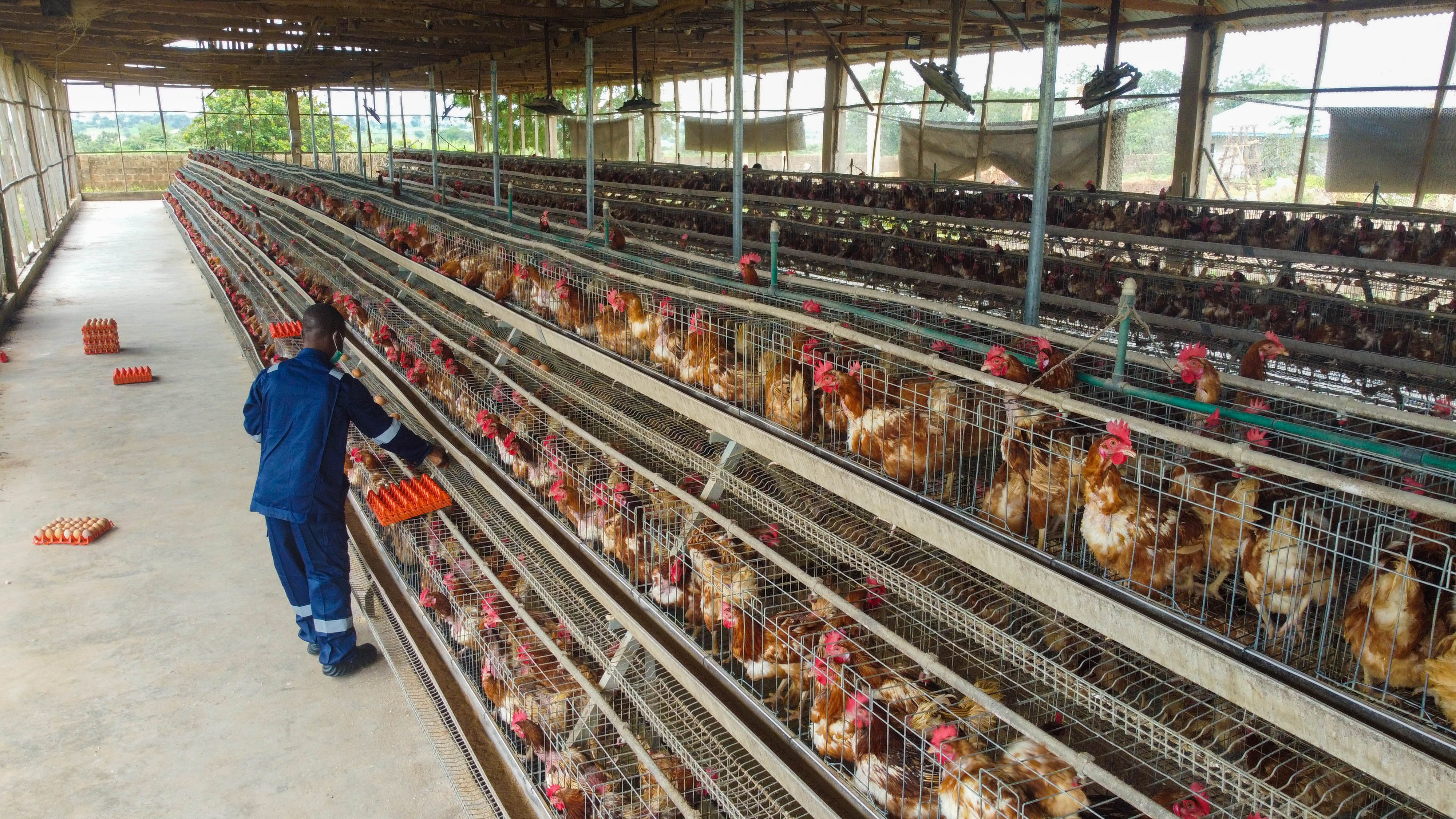 More Than a Farm: How Ark Poultry Supports Our Local Community